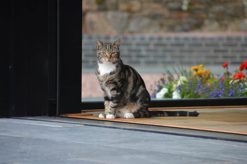 Door mesh for outlet cats